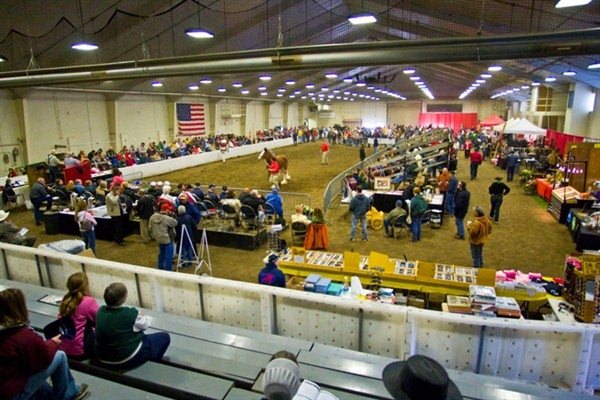 Clydesdale-Auction.jpg