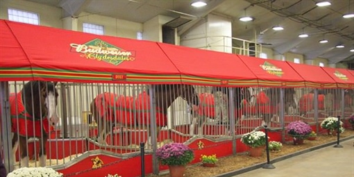 Budweiser Clydesdales - Arena