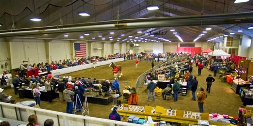 Clydesdale Auction - Arena