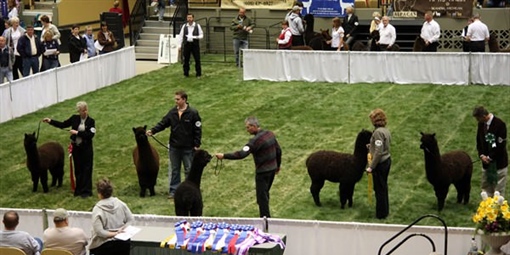 Great Midwest Alpaca Festival - Veterans Memorial Coliseum