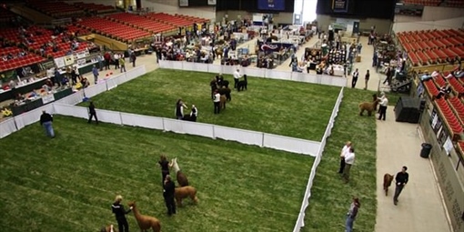 Great Midwest Alpaca Festival