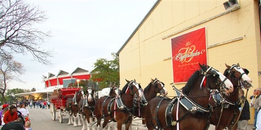 Budweiser Clydesdales