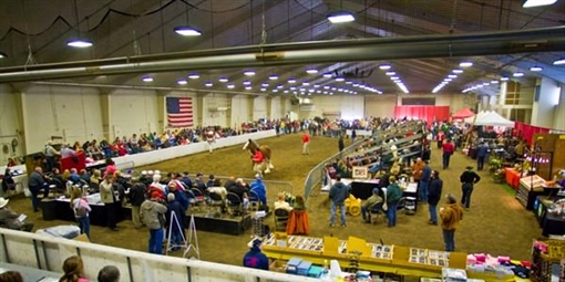 Clydesdale Auction