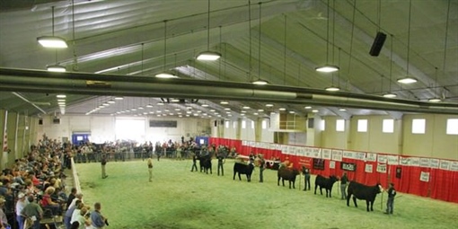 Simmental Cattle Show