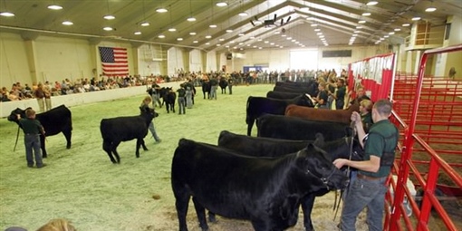 Simmental Cattle Show