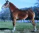 Midwest Select Draft Horse Sale